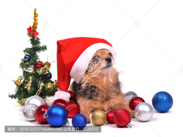 圣誕裝飾Santa狗