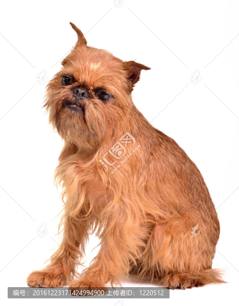 Griffon,Bruxellois的肖像