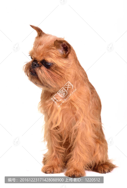 在布魯塞爾犬的小狗