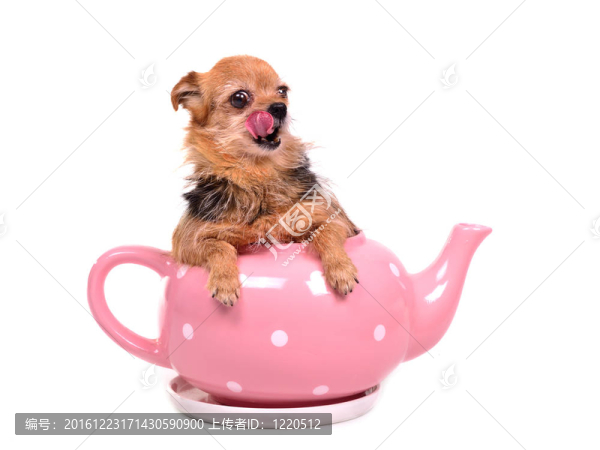 茶壺里的小狗；舔它的鼻子