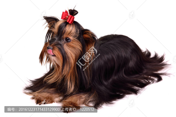 珍貴的Torkshire,Terrier