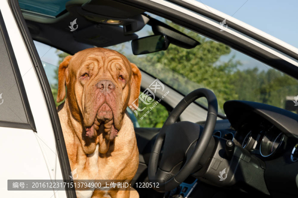 車內嚴重的司機狗