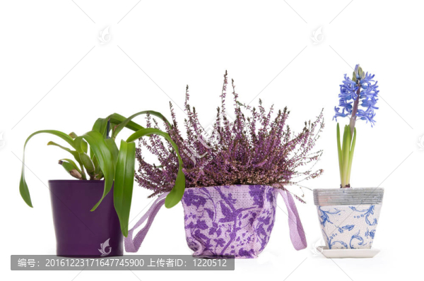 三花盆-薰衣草；風(fēng)信子和洋蘭花