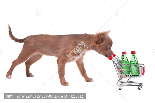 奇瓦瓦小狗推購(gòu)物車