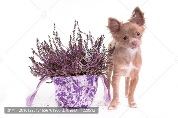 奇瓦瓦小狗薰衣草花