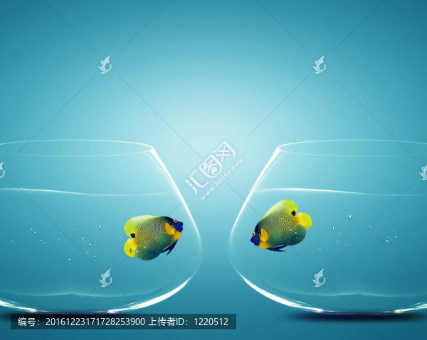 在兩個(gè)碗兩神仙魚