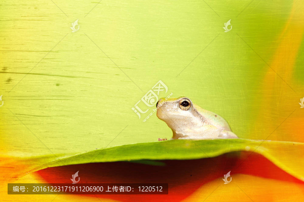 寶寶樹青蛙在葉（Hyla,Ch