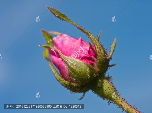 紅玫瑰對抗藍(lán)天