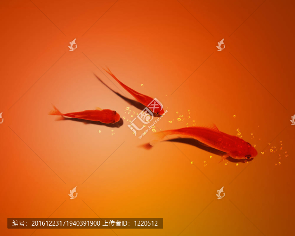 三個金魚一起在水里