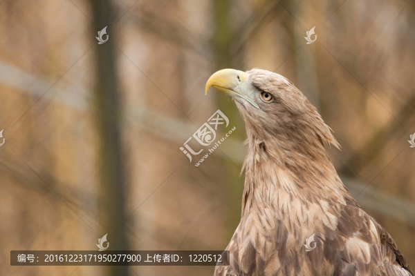 白尾海雕