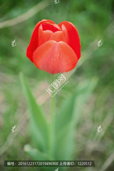 紅色的郁金香