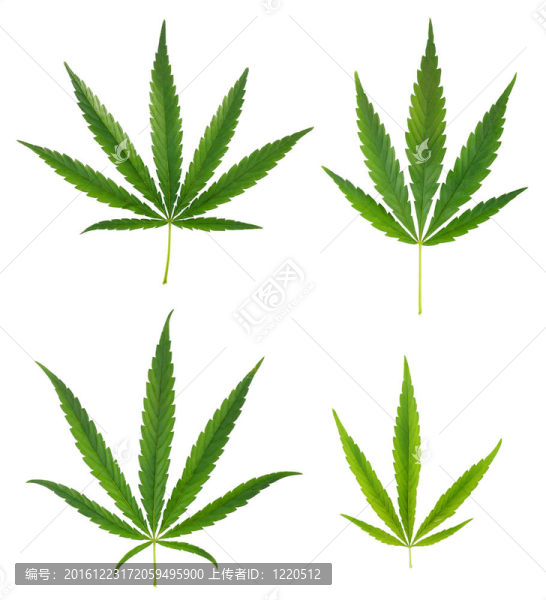 把大麻葉