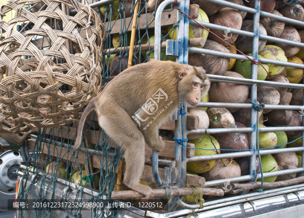 獼猴椰子坐