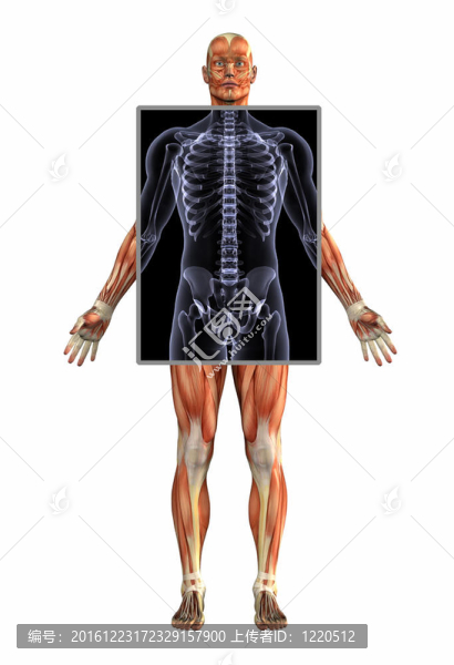 帶X射線的肌肉男