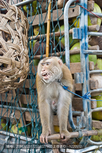 獼猴椰子坐