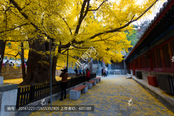 大覺(jué)寺