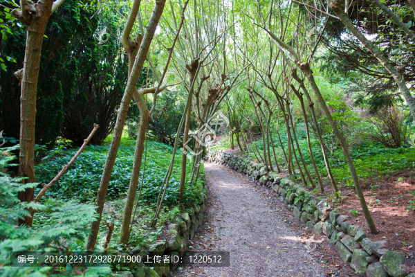 在一個(gè)荒蕪的花園小徑