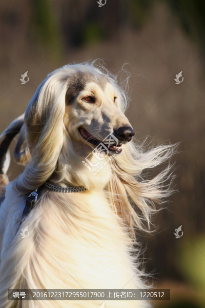 白色的阿富汗獵犬