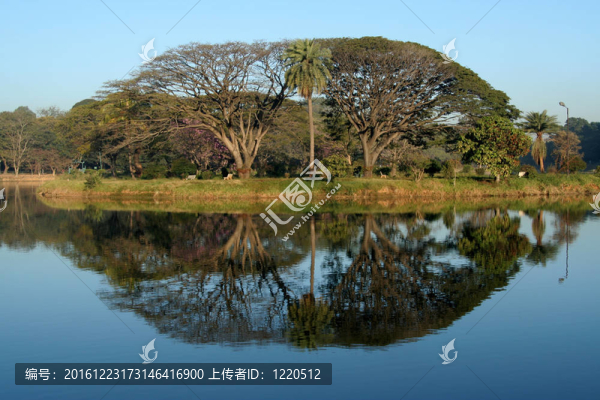樹與反思