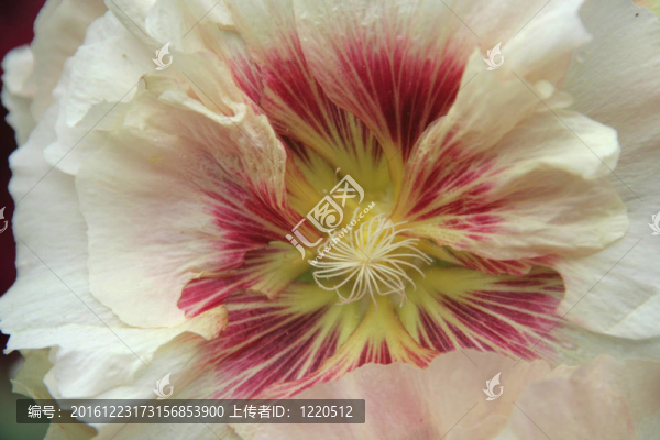 宏觀的芙蓉