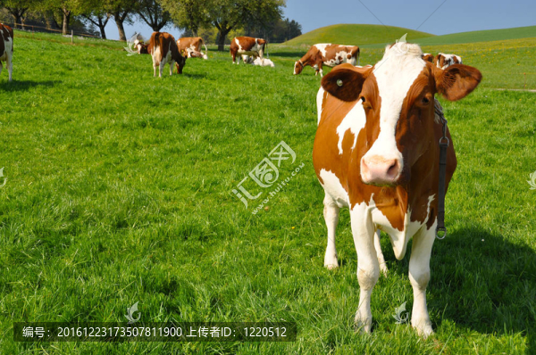埃默河谷地區(qū)奶牛；瑞士