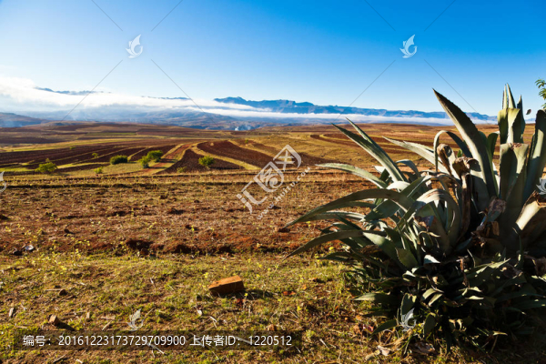 在前面，公貓荒涼的山地景觀