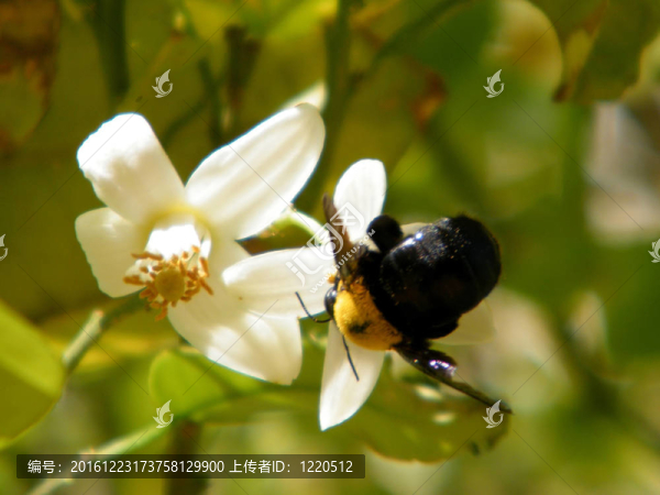 或者Yehuda,Bumblebee在柚花2011