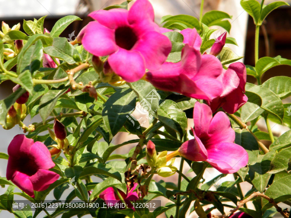 或Yehuda,Mandevilla,sanderi,2010
