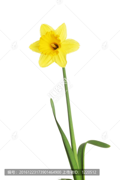 水仙花