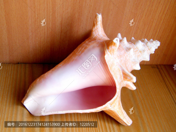 或耶胡達(dá)海貝殼表2010