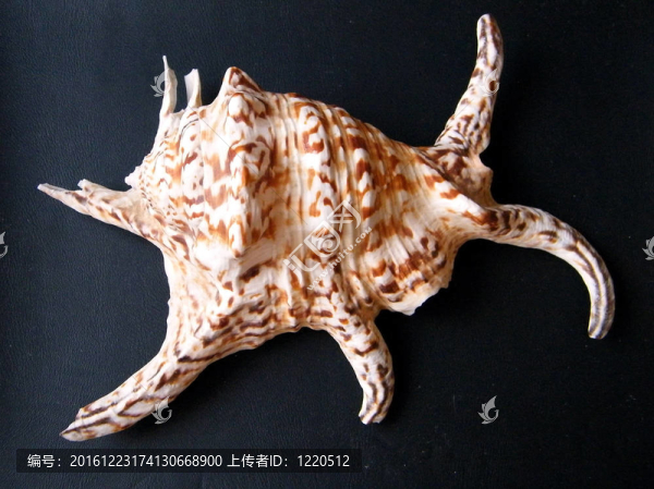 或耶胡達(dá)海殼牌黑2010