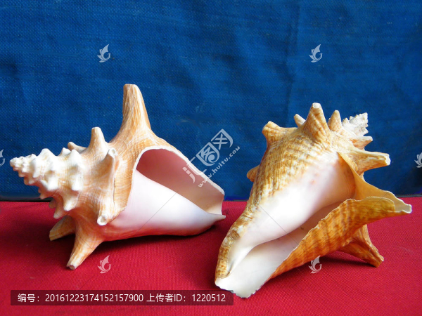 或Yehuda,Two,Sea貝殼