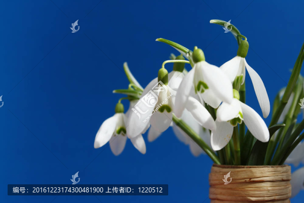 雪花蓮