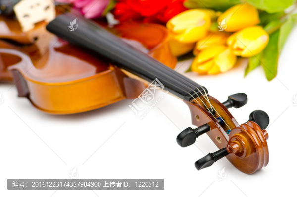 白色的小提琴和郁金香花