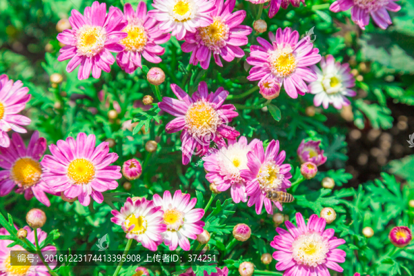 小菊花