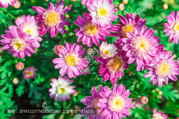 小菊花