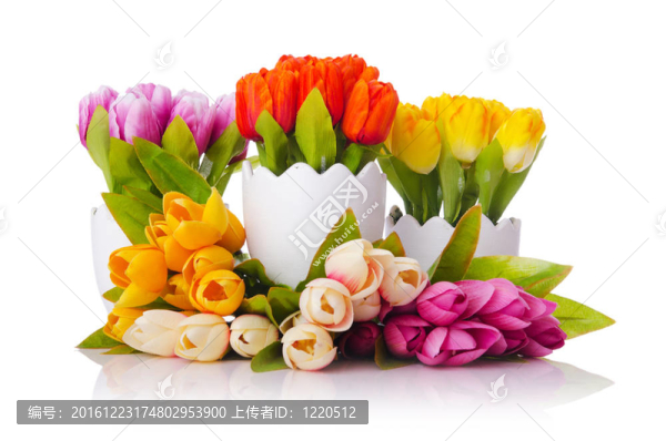 郁金香花在白色上分離