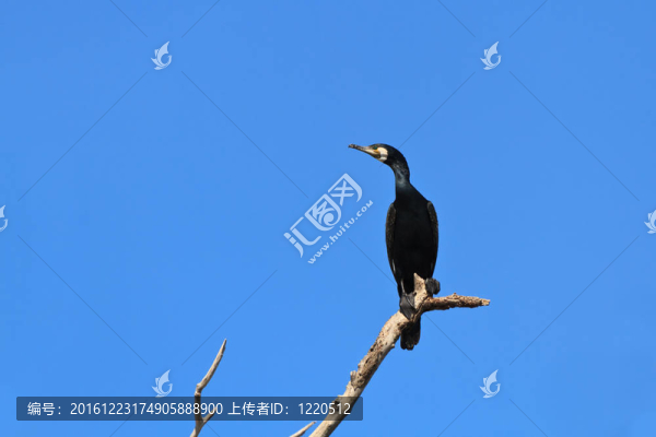 鸕鶿（Phalacrocorax,carbo）