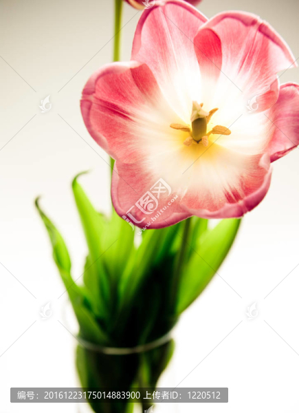 一束花
