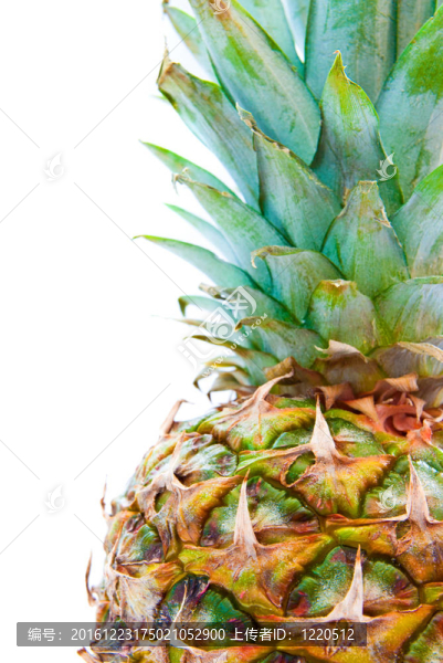 菠蘿