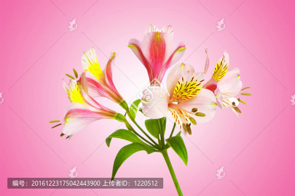 漸變背景的彩色百合