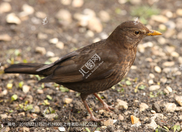 黑鳥