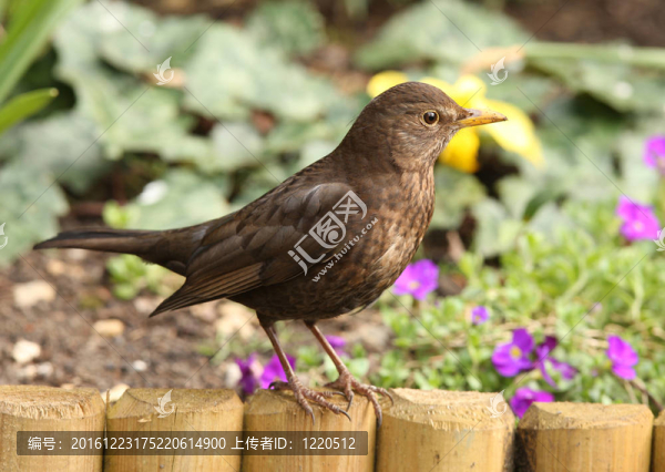 黑鳥
