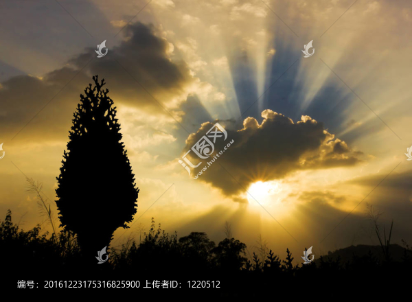 日落和圣誕樹剪影