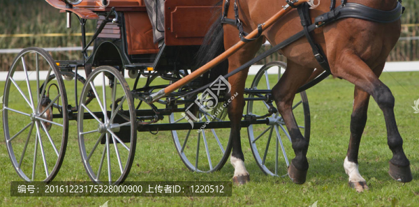 馬教練