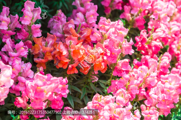 串串紅花