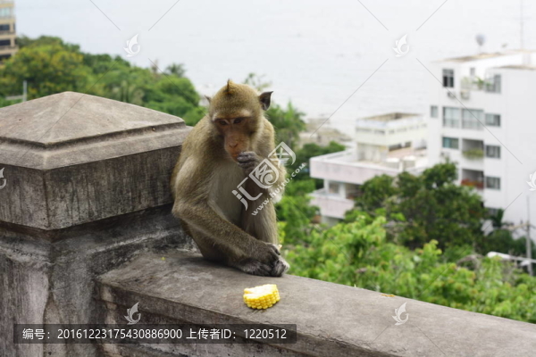 猴子在Thai吃水果