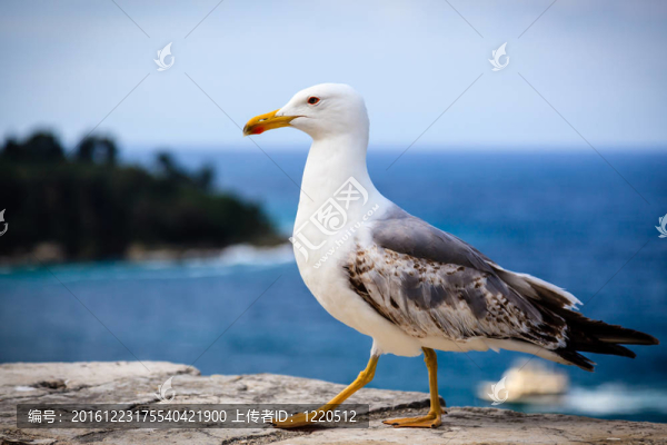 優(yōu)雅的海鷗走在大海的前面