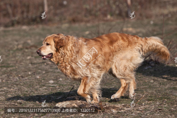 金毛獵犬