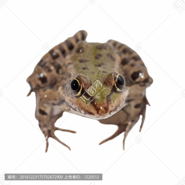 白蛙沼澤蛙